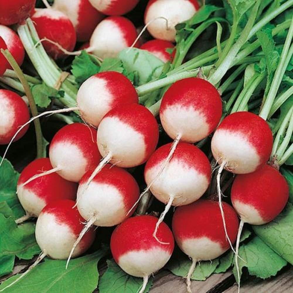 Sparkler White Tip Radish
